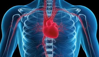 A myeloperoxidáz szerepe  a szív- és érrendszeri betegségek kialakulásában